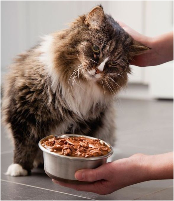 Правильное Питание Для Кота В Домашних Условиях