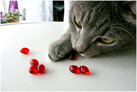 Какие витамины необходимы кастрированным котам