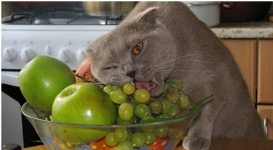 Чем нельзя кормить котов, опасная еда для кошек, как составить рацион