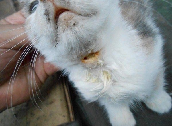 Свищ у кота — лечение свища на шее или под хвостом у кошки, как лечить  дырку на боку или на лапе у котов