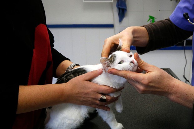 Чем лечить лишай у кошки — препараты и шампуни для лечения лишая у котят и  котов
