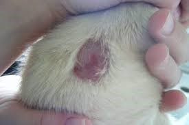 Нотоэдроз у кошек (чесотка) — симптомы, диагностика и лечение