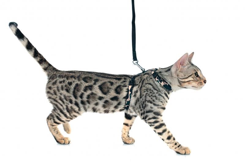 Как надеть на кошку поводок — как правильно завязать шлейку для кота и  выгуливать котов на поводке
