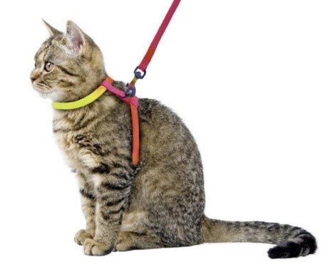 Как выбрать шлейку и поводок для кошки. Как научить кошку гулять на поводке? Делюсь опытом