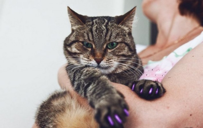 Накладки на когти кошке — как надеть антицарапки коту и как правильно  клеить ногти