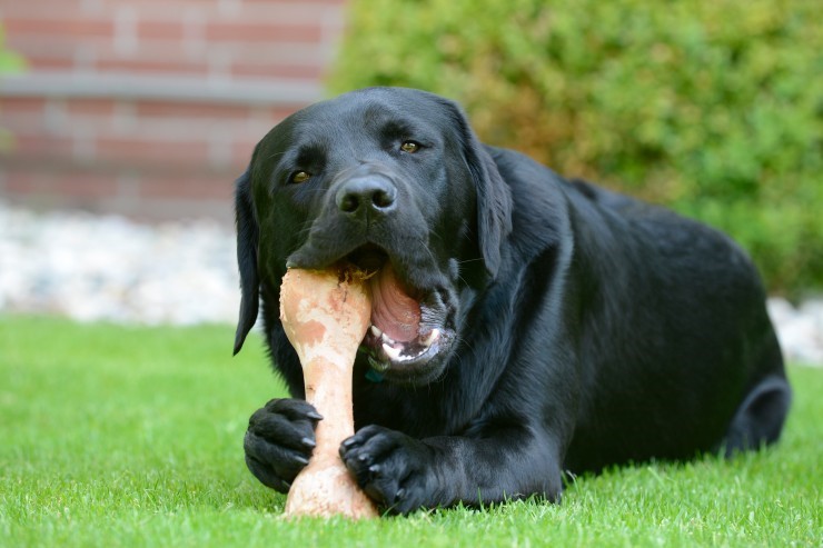 Корм для дрессировки собак — какие домашние лакомства можно давать щенку и  с какого возраста, рейтинг полезных вкусняшек