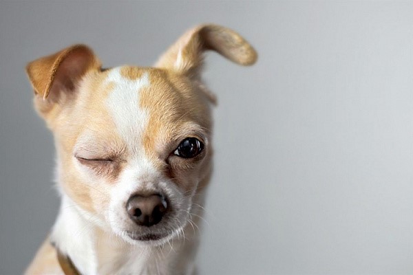 Почему у собаки гноятся глаза — как лечить гнойные выделения, глазные капли  для собак
