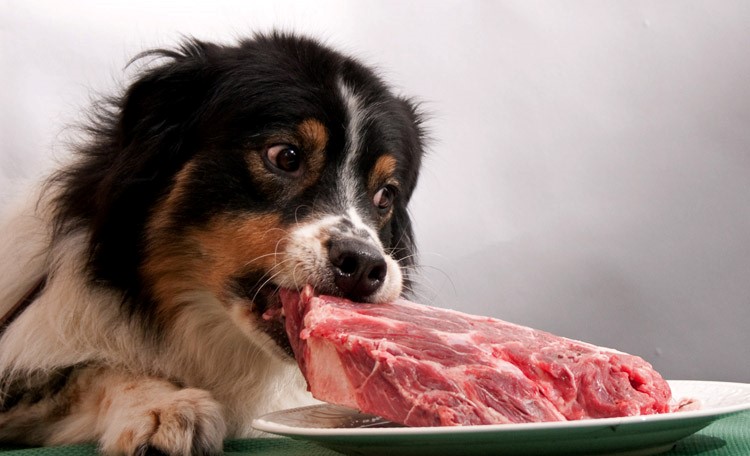 Можно ли кормить собаку сырым мясом?