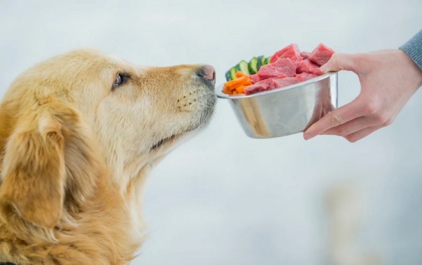 Можно ли давать собаке сырое мясо — каким мясом можно кормить собак и с  какого возраста давать говядину