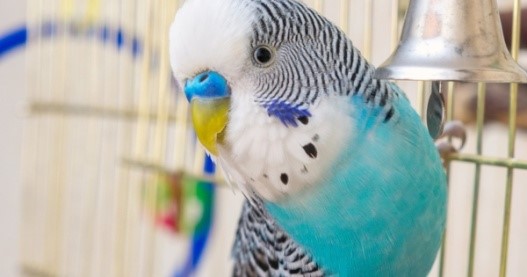 «Кеша хор-роший»: чем кормить и как ухаживать за волнистым попугайчиком