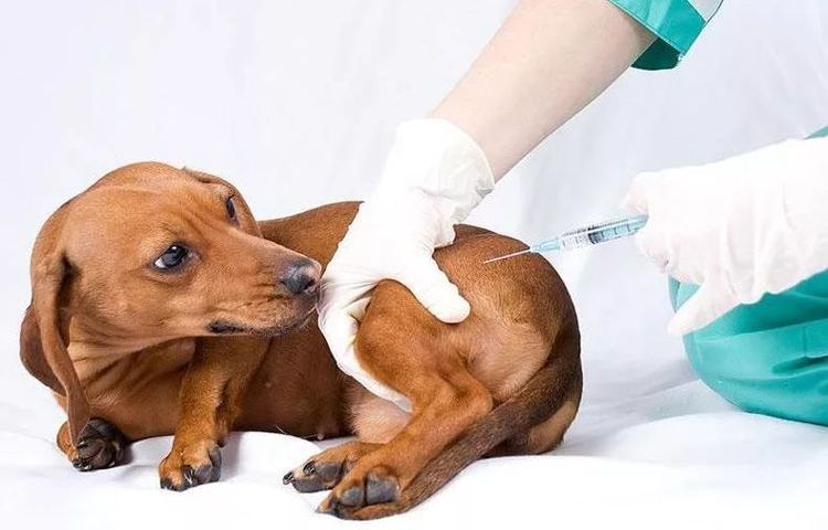Как сделать укол кошке: пошаговая инструкция от ветеринаров