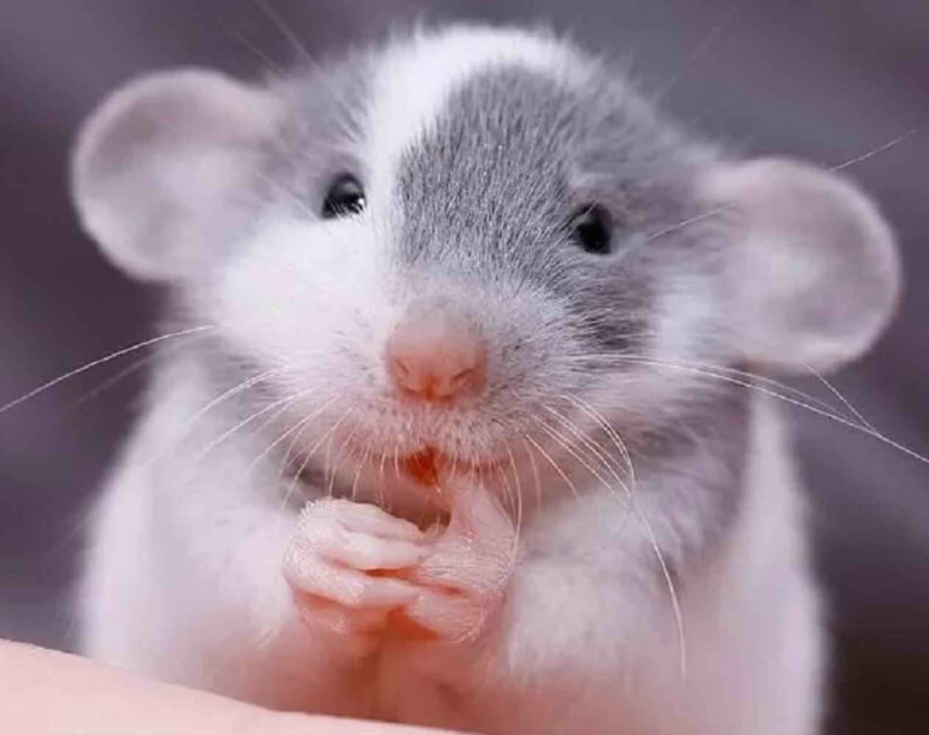 Уход за домашними крысами: выбор клетки, питание