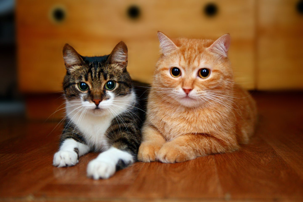 Липидоз печени у кошек - симптомы, диагностика, лечение - Сеть Ветеринарных Центров 
