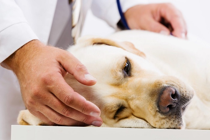 Мочекаменная болезнь у собаки: симптомы, причины, лечение