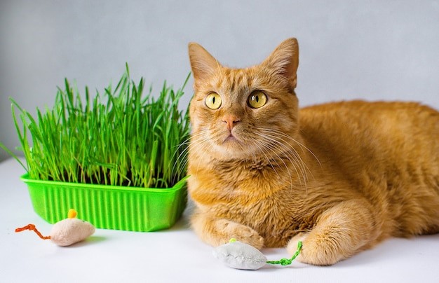 для чего кошкам трава