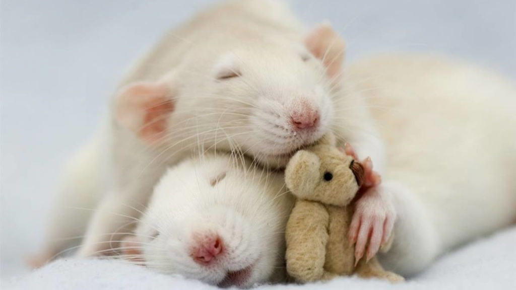 Домик для крысы своими руками: все что нужно знать для изготовления