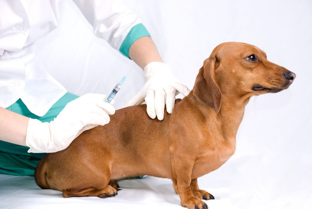 Лучшие хондропротекторы для суставов для собак крупных пород