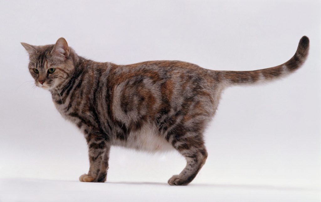 Сибирская кошка Игрушка Дразнилка с перьями отзывы