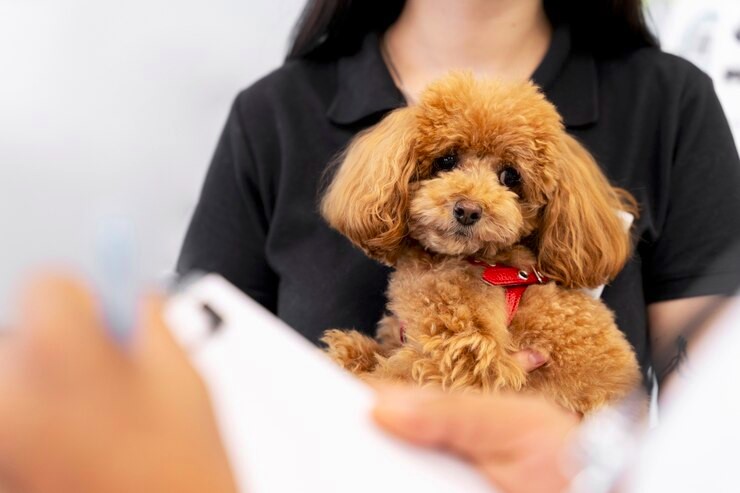 Рак у собак: причины, диагностика и лечение