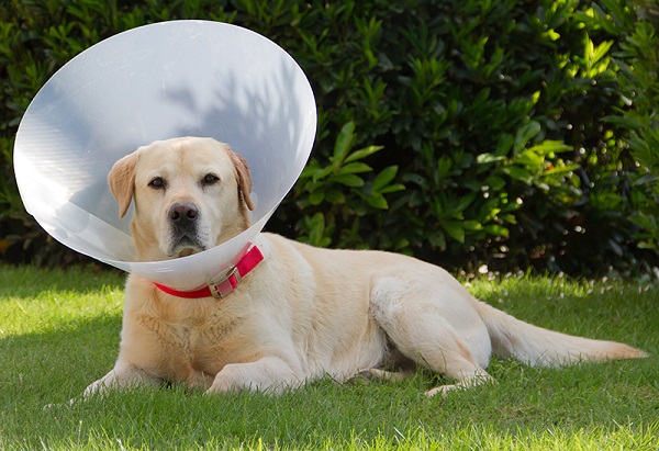 Воротник для собак: как использовать, как правильно надевать — Статьи на сайте интернет-магазина
