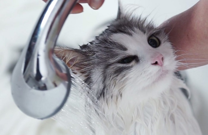 Как помыть маленького котёнка первый раз — Статьи на сайте интернет-магазина