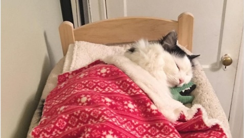 Почему кошка предпочитает спать в голове у хозяина на подушке: причины и объяснения