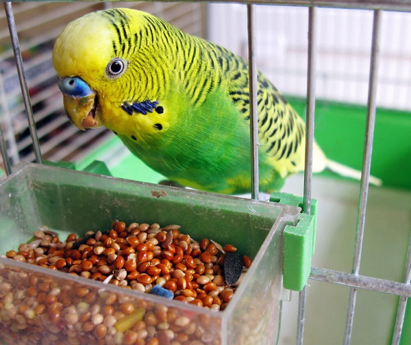 Корм для волнистых попугаев, чем покормить волнистого попугая в домашних  условиях