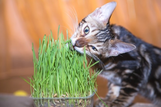 Трава для кошек — как называется лечебная травка и чем она полезна для  кошачьих