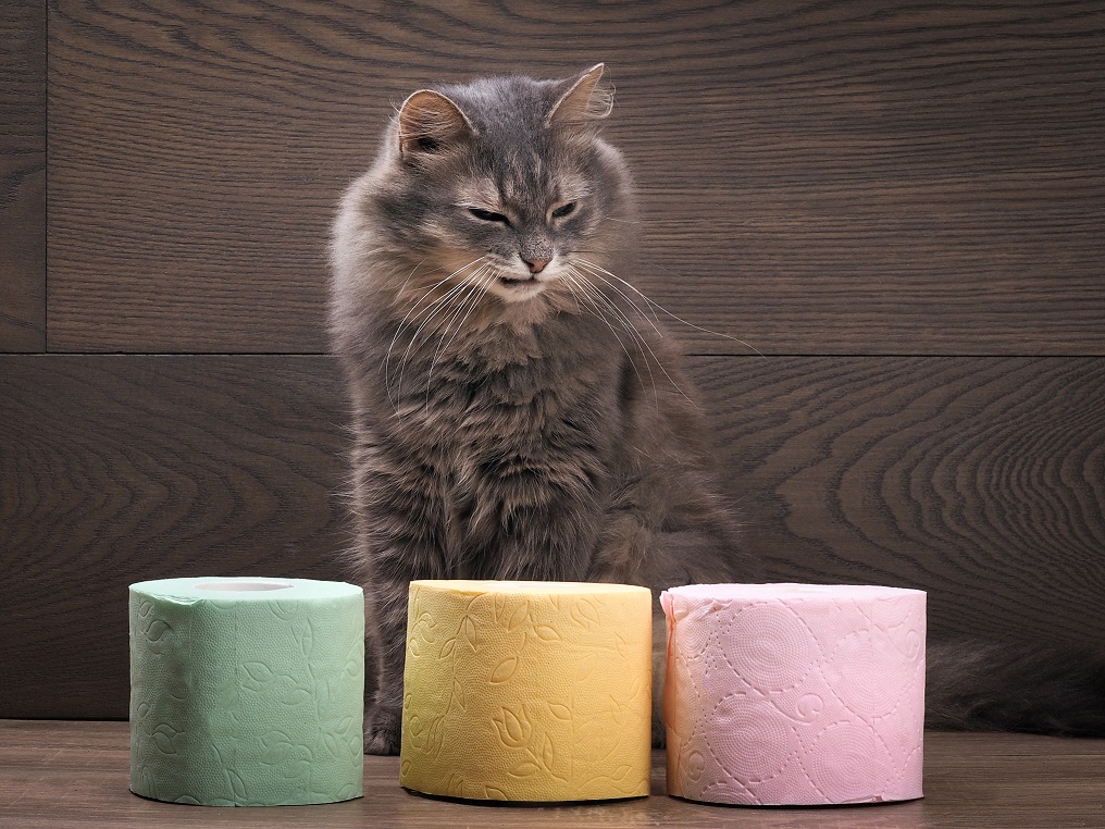 Понос у котов и кошек: причины, лечение, что делать дома - Purina ONE®