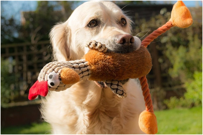 как сделать игрушка дом собак лечение