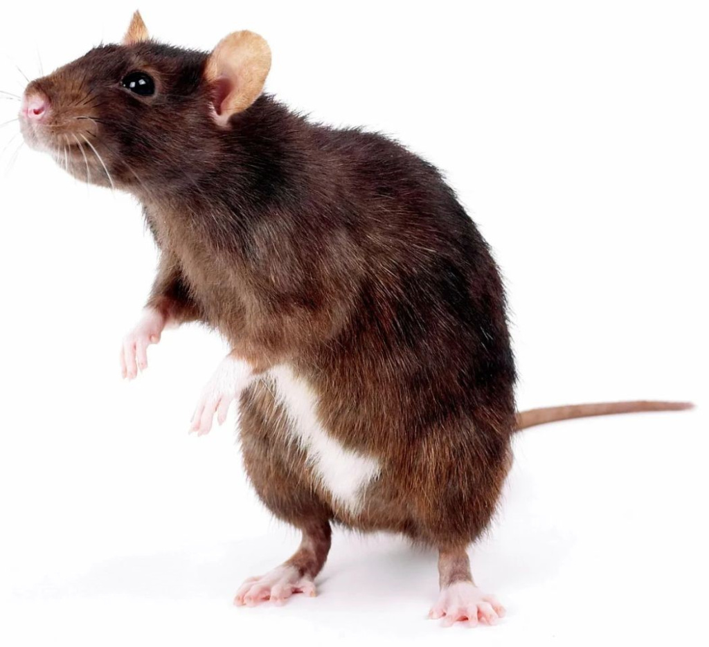 Как избавиться от крыс в частном доме и на участке
