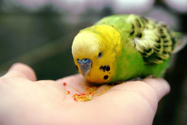 Корм для волнистых попугаев, чем покормить волнистого попугая в домашних  условиях