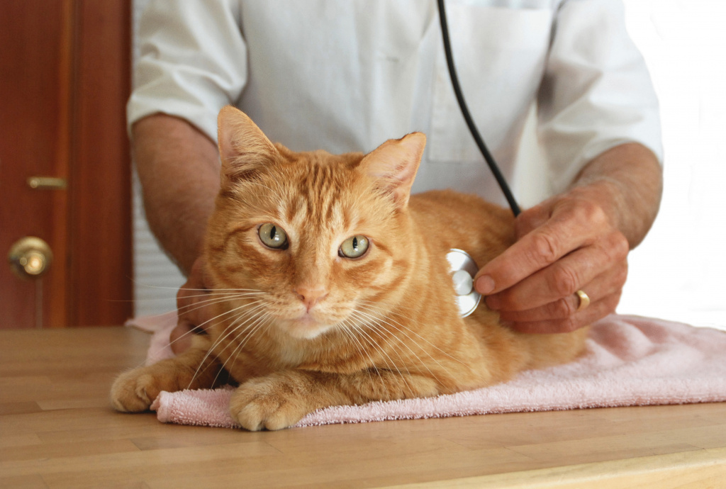 Чем опасна мочекаменная болезнь у котов — статьи на сайте интернет-магазина