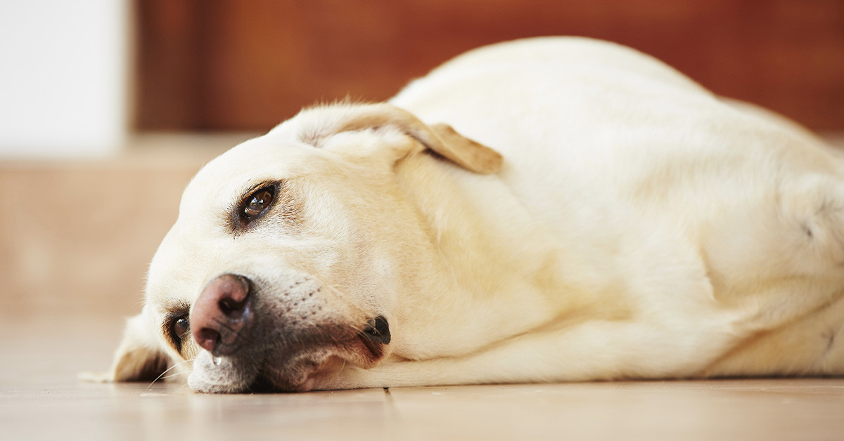 рвота и понос у собаки лечение в домашних условиях