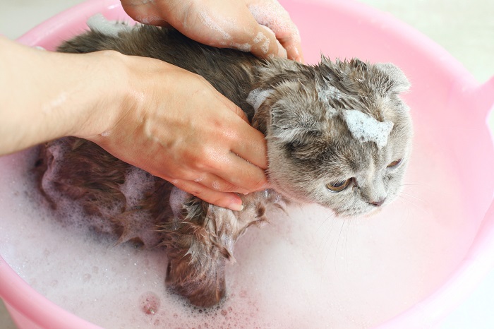 как мыть кошку в первый раз ванне