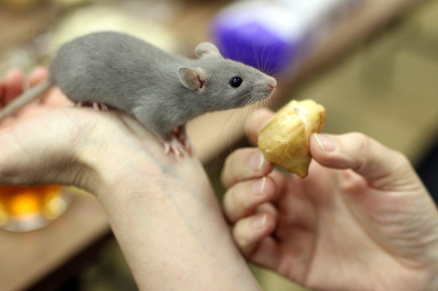 Декоративная крыса дамбо: питание и содержание, плюсы и минусы, отзывы о питомце