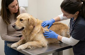 Чем лечить лишай у собаки?