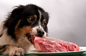 Можно ли кормить собаку сырым мясом?