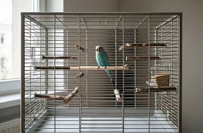 Как выбрать клетку для попугая