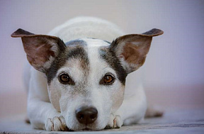 У собаки гноится глаз: причины и лечение