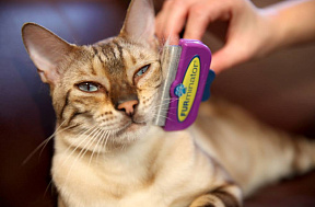 Фурминаторы для кошек: как выбрать и пользоваться