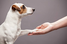Пироплазмоз у собак: симптомы и лечение