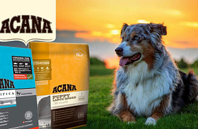 Обзор корма Acana для собак