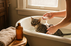 Кошачий шампунь от блох