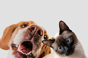 Кошка и собака в одном доме. Как их подружить?
