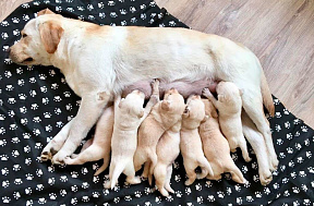 Рацион питания беременной и кормящей собаки