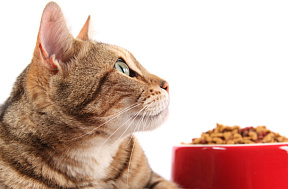 Как выбрать диетический корм для кошек?