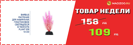 Растение BARBUS! Выгодная цена!
