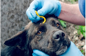 Клещи у собаки: профилактика и лечение