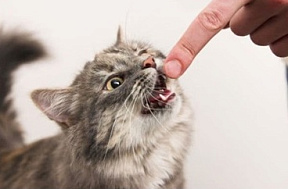 Почему кошки кусаются и как их отучить